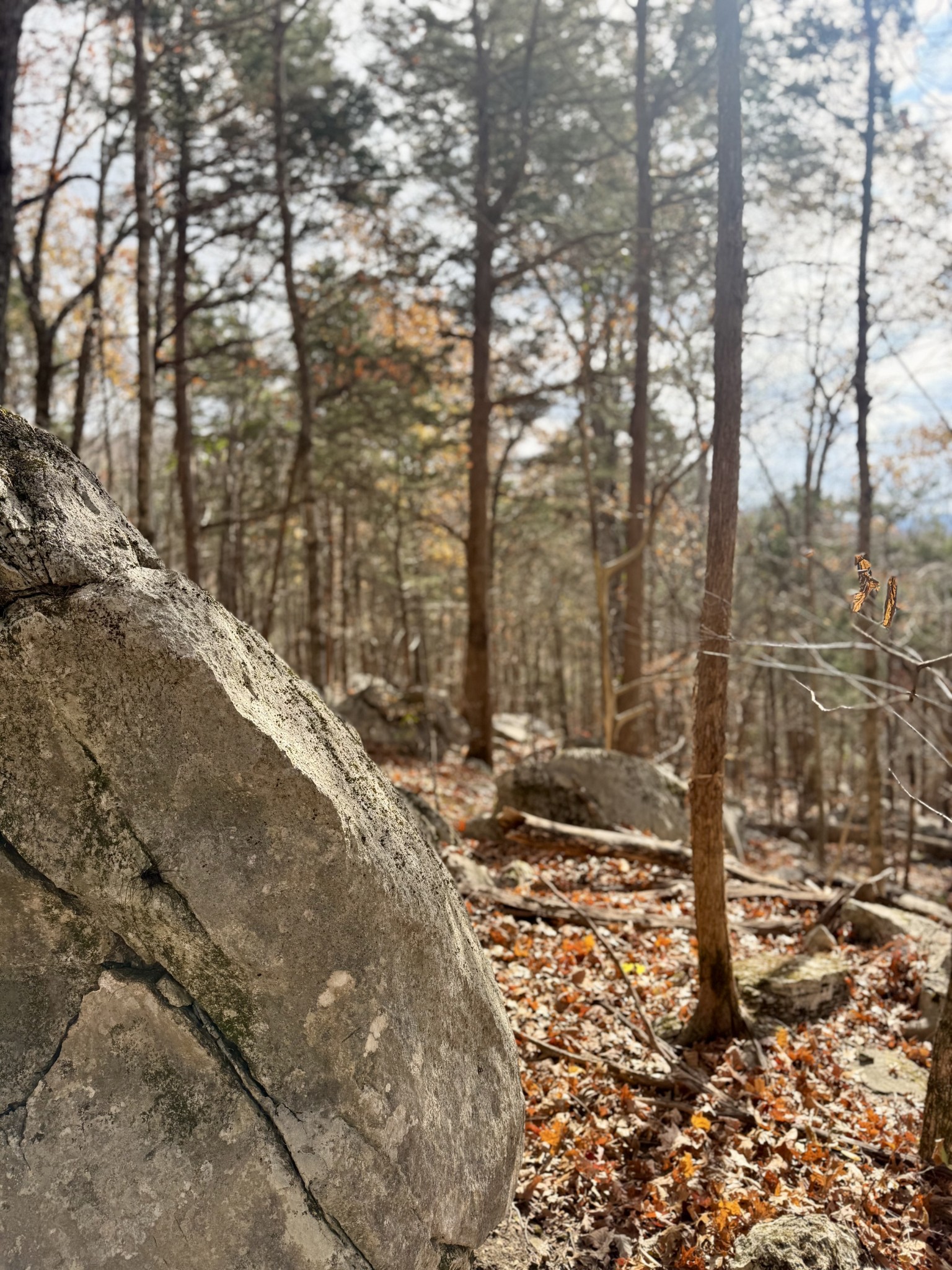 2047 Laurelburg Road Rock Island, TN 38581 - Photo 27 of 32 a view of a forest with trees