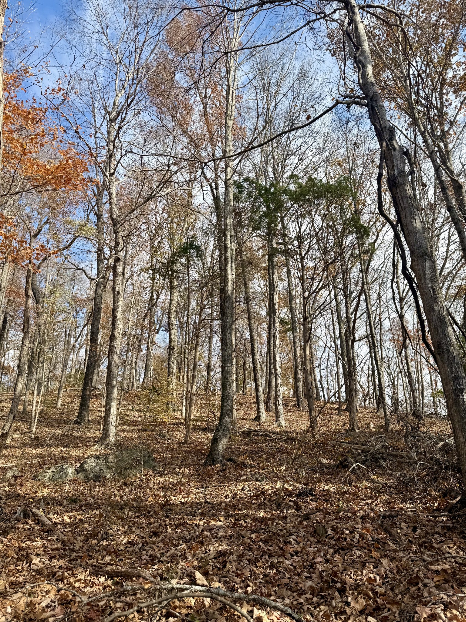 2047 Laurelburg Road Rock Island, TN 38581 - Photo 29 of 32 a view of outdoor space with lots of trees