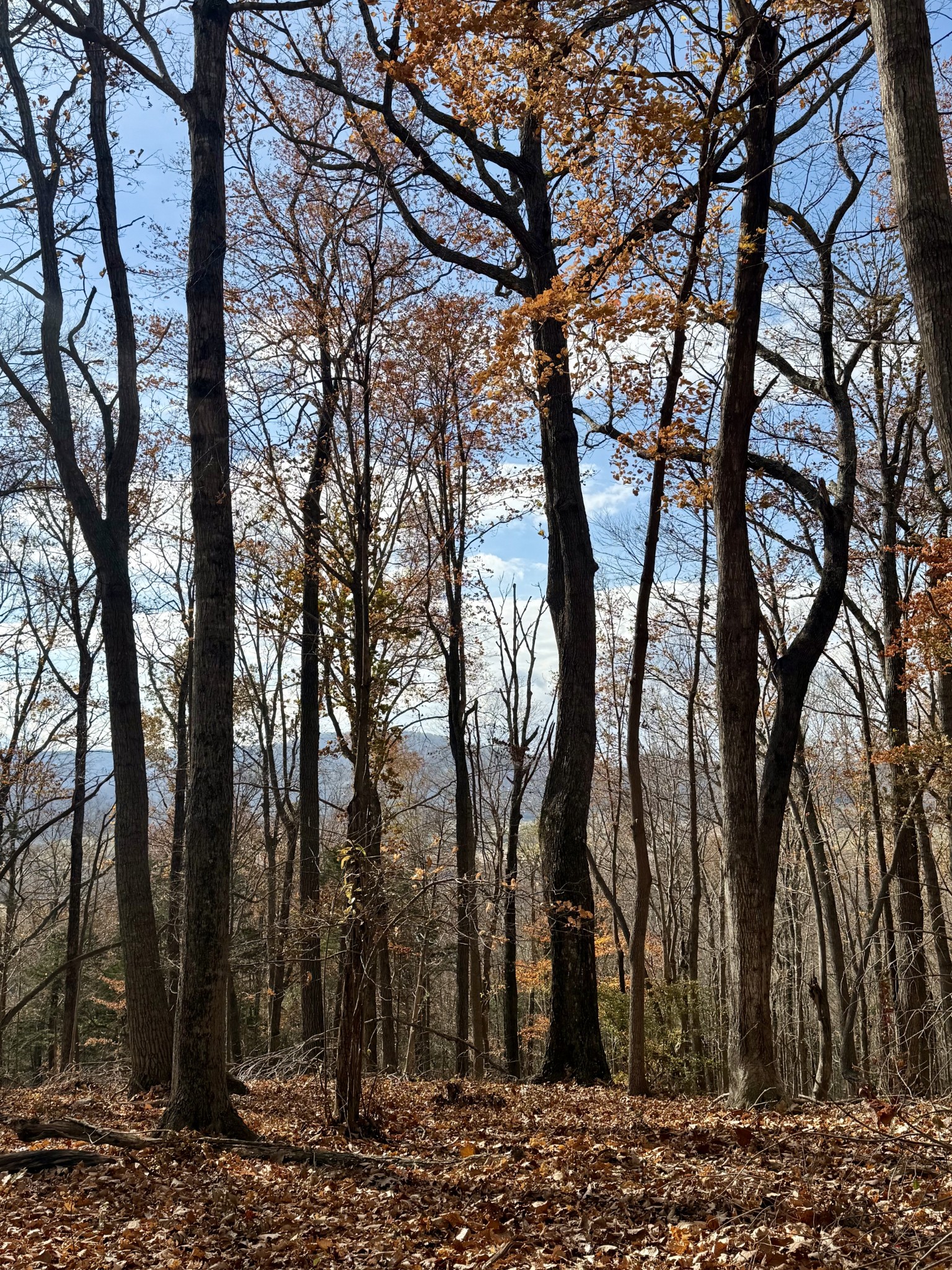 2047 Laurelburg Road Rock Island, TN 38581 - Photo 30 of 32 a view of a yard with lots of trees