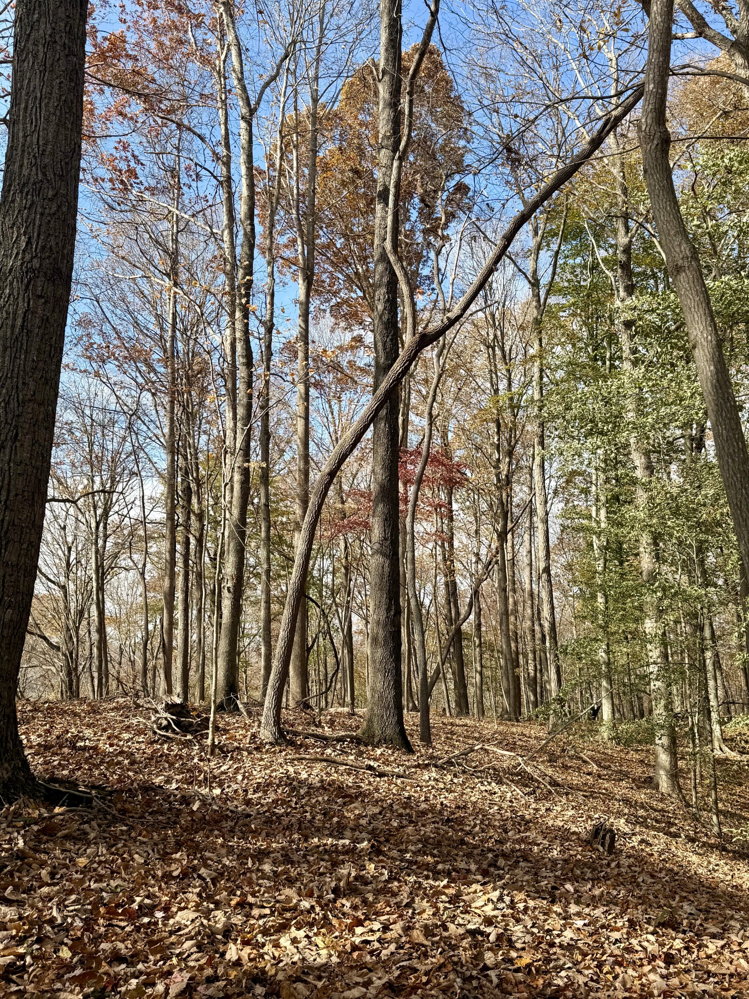 2047 Laurelburg Road Rock Island, TN 38581 - Photo 31 of 32 a backyard of a house with lots of green space