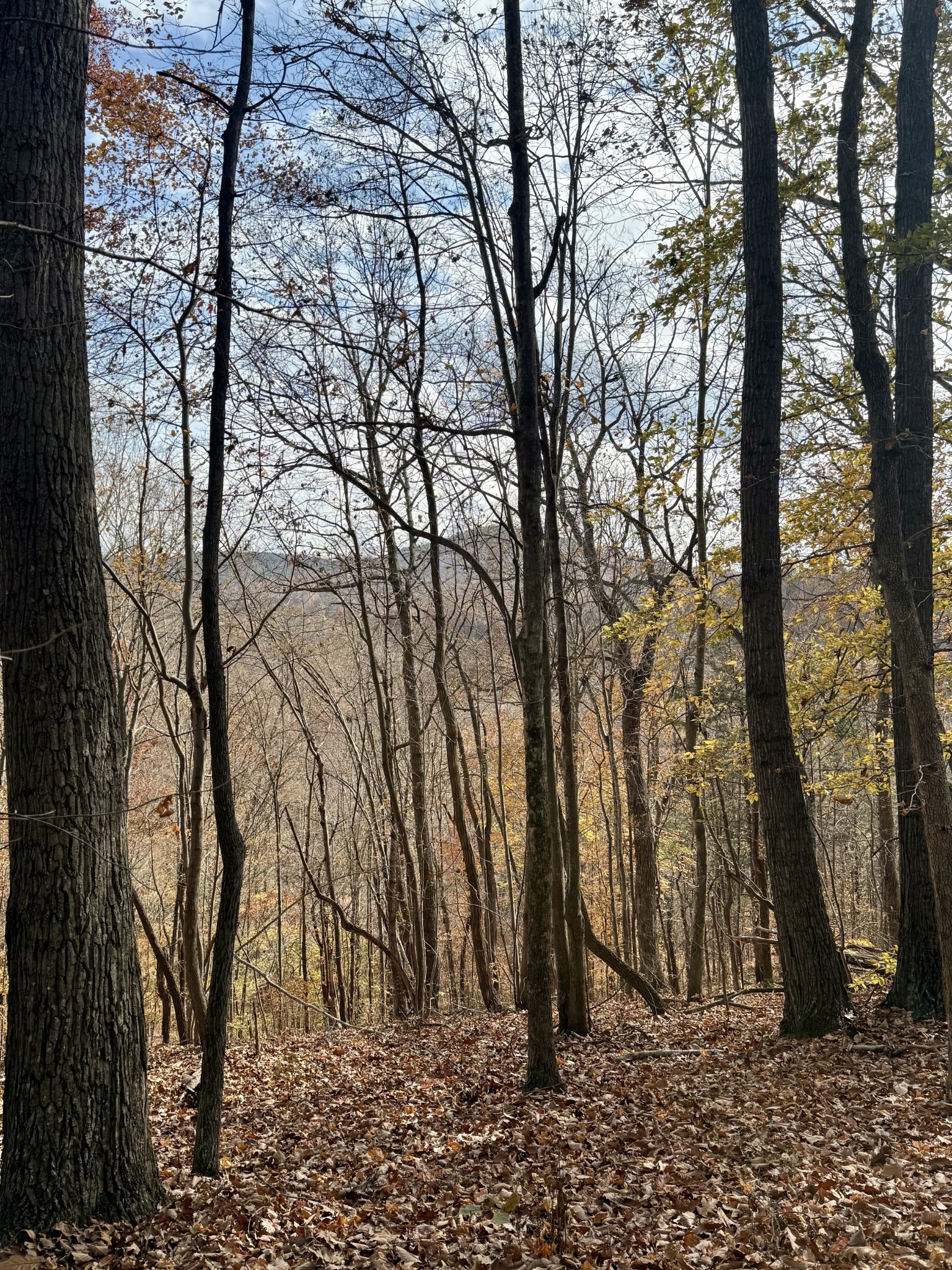 2047 Laurelburg Road Rock Island, TN 38581 - Photo 32 of 32 a backyard of a house with lots of trees