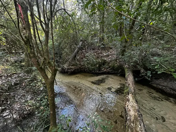 a view of a yard with plants and trees