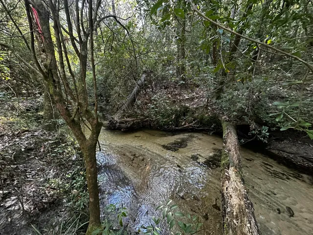 a view of a yard with plants and trees