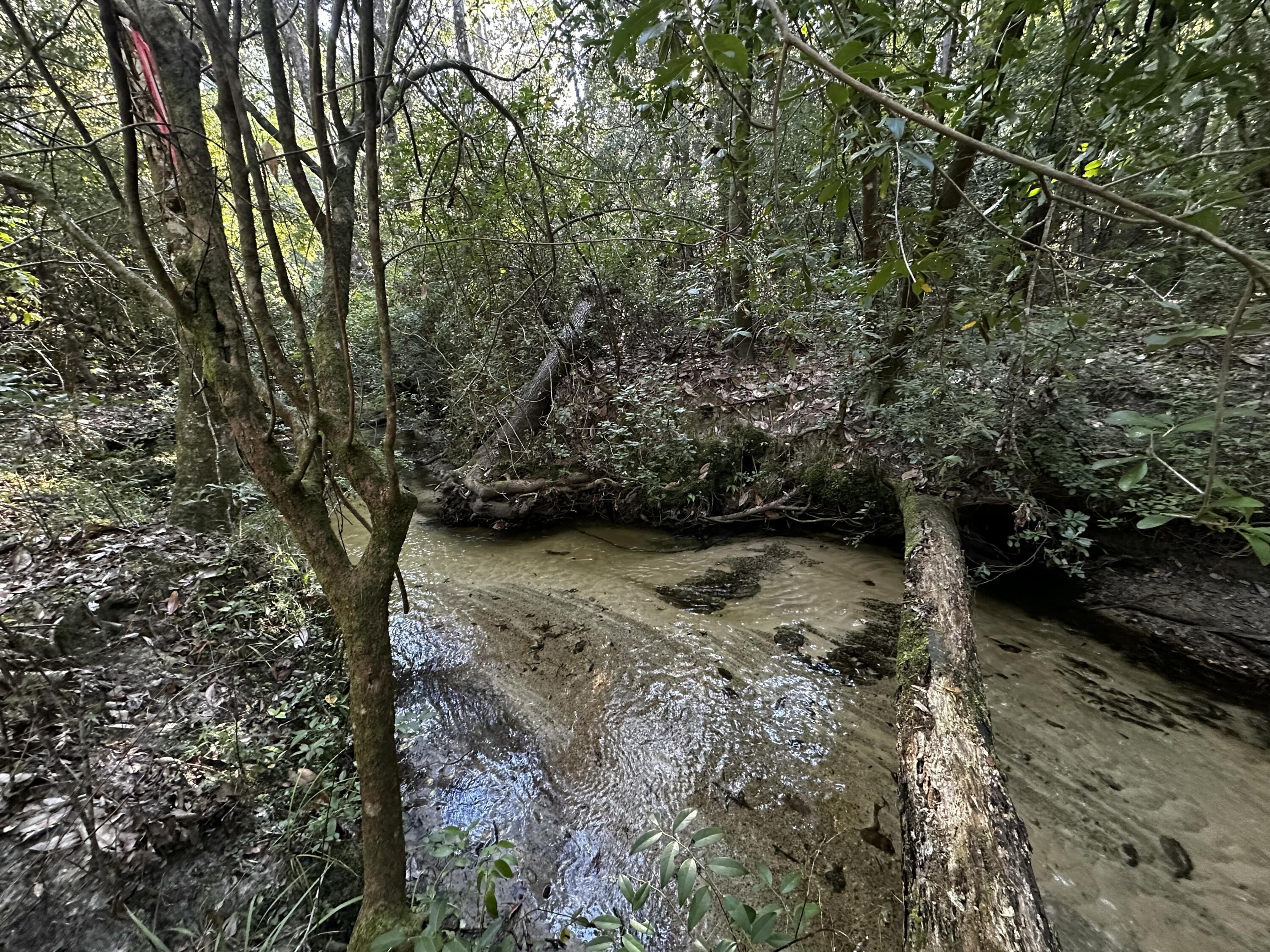 Tbd South Carroll Drive Baker, FL 32531 - Photo 3 of 5 a view of a yard with plants and trees