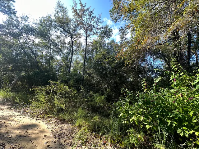 a view of a forest with lots of trees