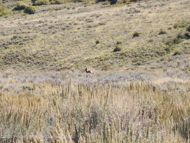 a view of a yard with trees