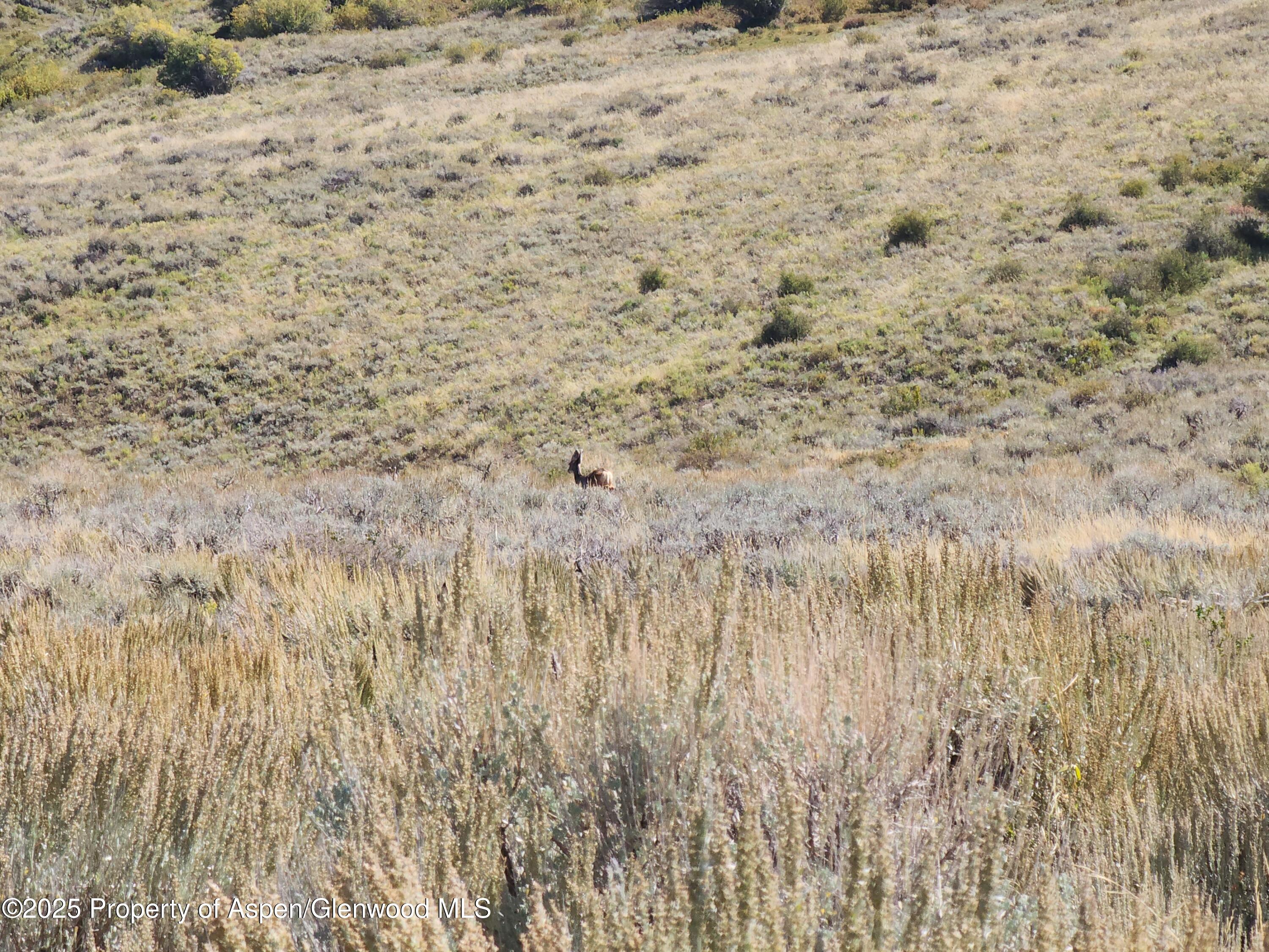 Tbd Tbd Divide Whitewater, CO 81527 - Photo 5 of 10 a view of a yard with trees