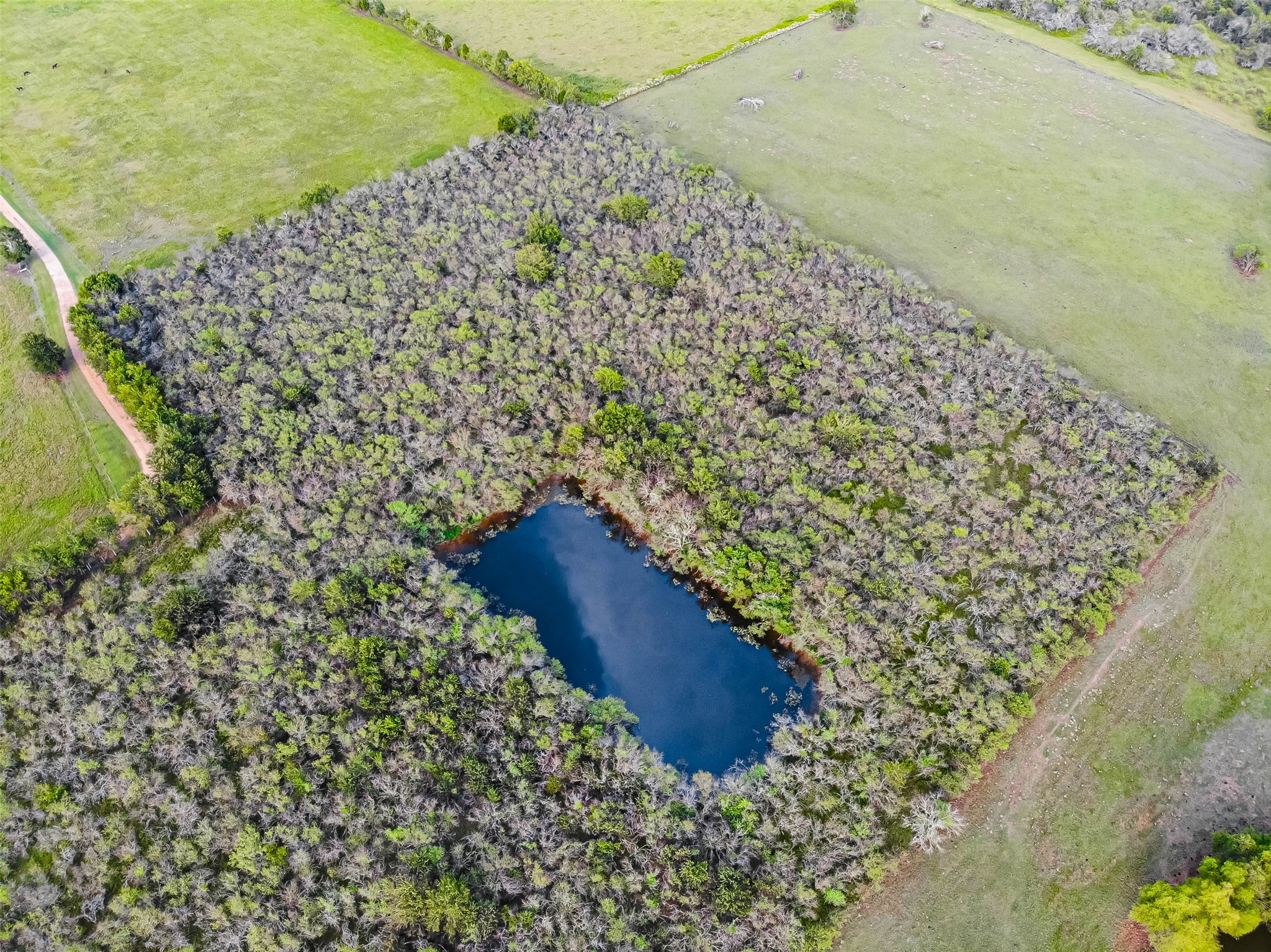 1226 South Farm To Market 331 Road Sealy, TX 77474 - Photo 5 of 6 a view of a large yard with an outdoor space