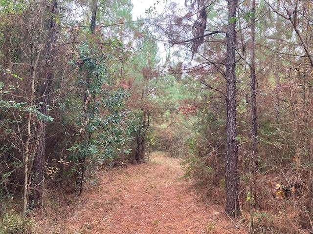 0 East Lewiston Road Kentwood, LA 70444 - Photo 12 of 26 Photo 13