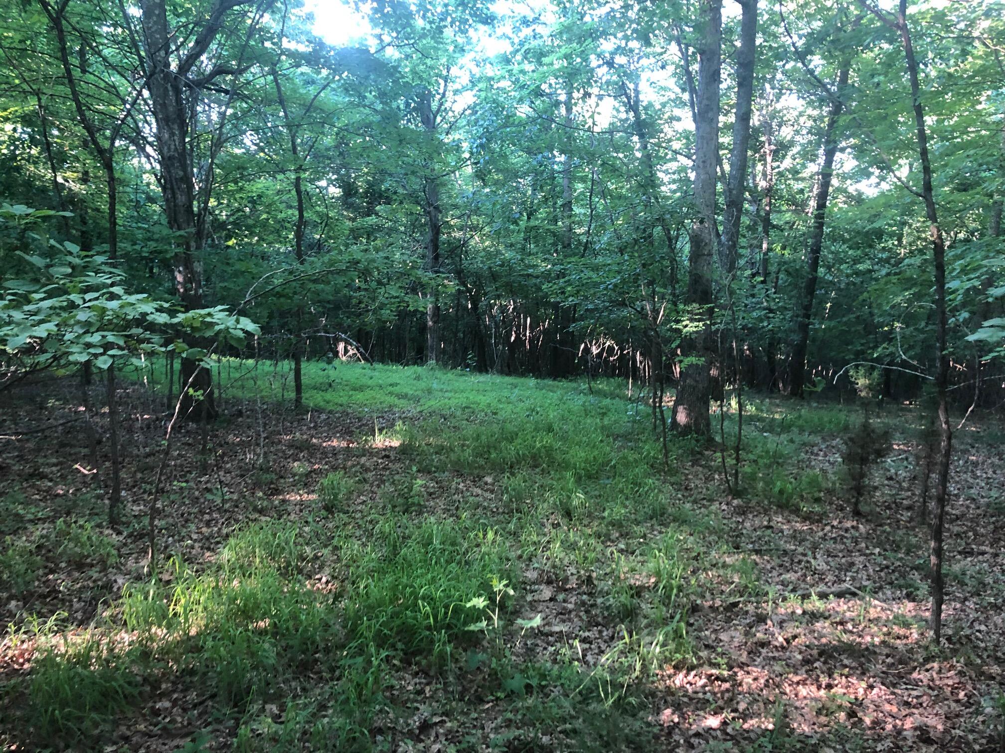 0 Bluff View Drive Dunlap, TN 37327 - Photo 11 of 24 IMG_6767