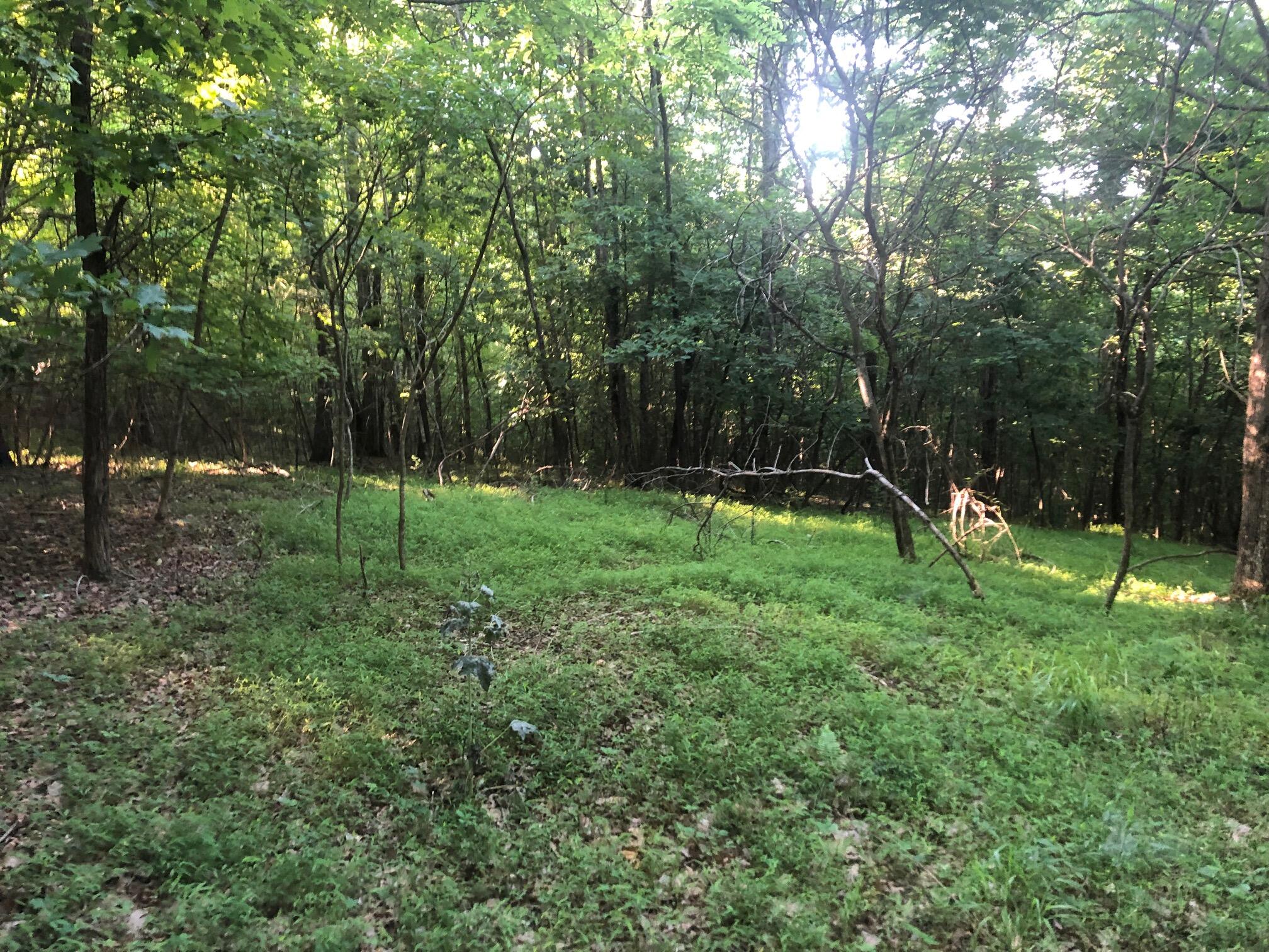 0 Bluff View Drive Dunlap, TN 37327 - Photo 12 of 24 IMG_6768