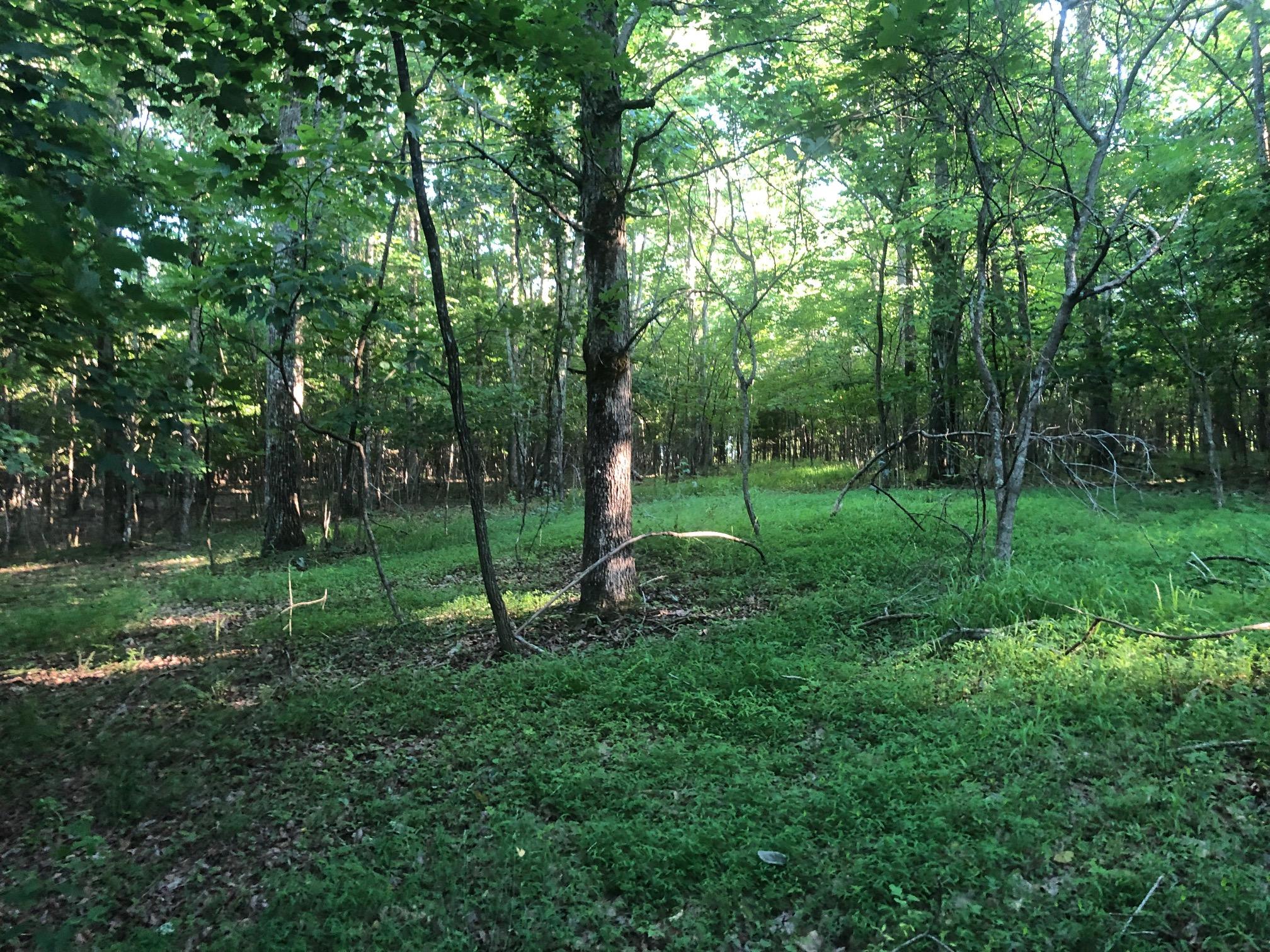 0 Bluff View Drive Dunlap, TN 37327 - Photo 21 of 24 IMG_6777