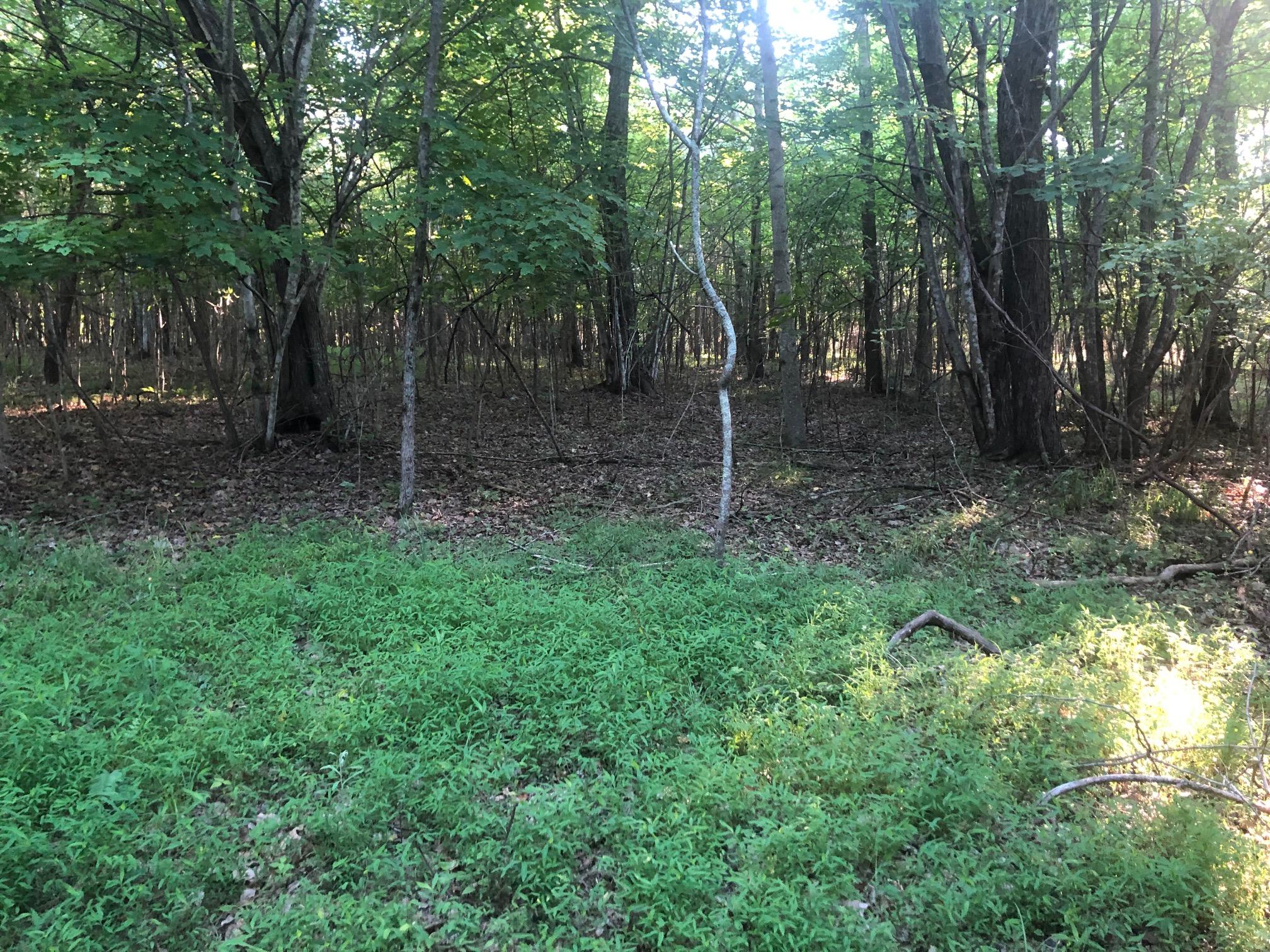 0 Bluff View Drive Dunlap, TN 37327 - Photo 22 of 24 IMG_6778