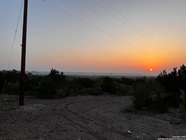 a view of a forest with a tree in the background