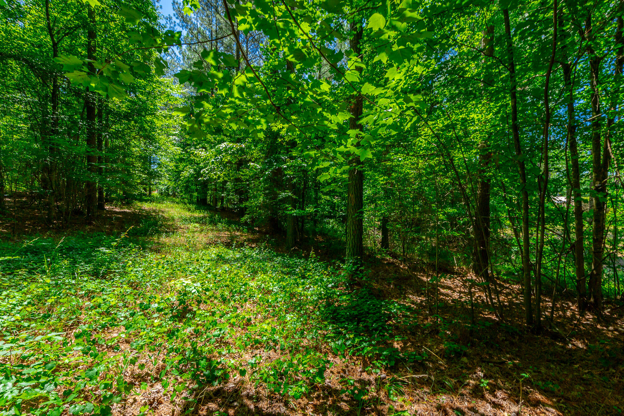 0 Split Rail Way, Unit LOT 1121 Guild, TN 37340 - Photo 11 of 103 River Gorge Lot 1121 HD-16