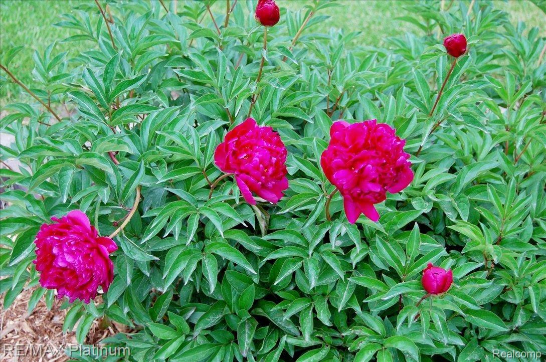 3010 West Schafer Road Howell, MI 48843 - Photo 20 of 24 beautiful flower beds
