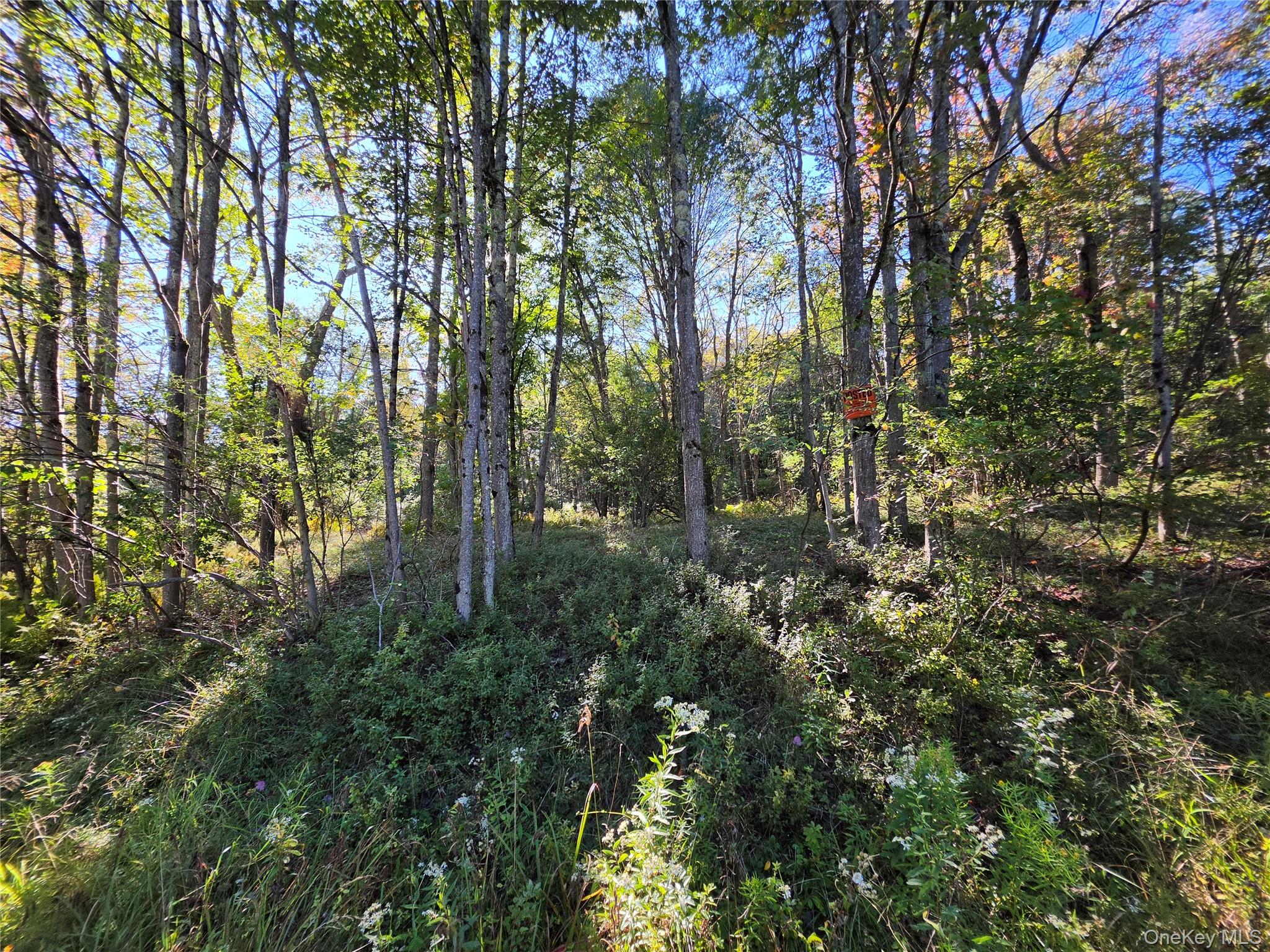 Tbd Lily Pond Road Parksville, NY 12768 - Photo 14 of 31 Gallery Image 14