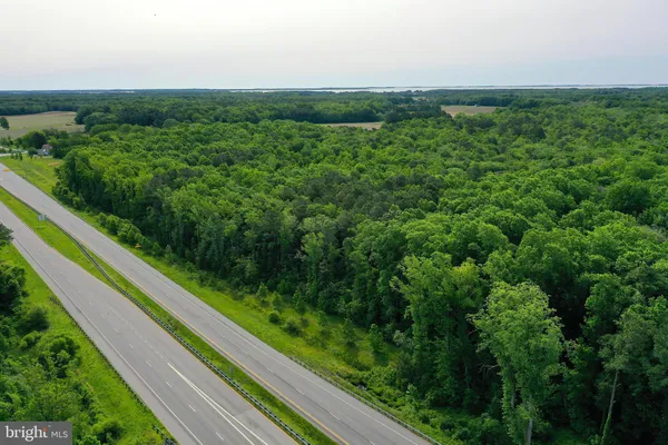 a view of a field with plants and large trees