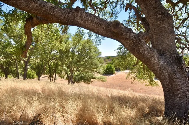 a view of a forest with trees