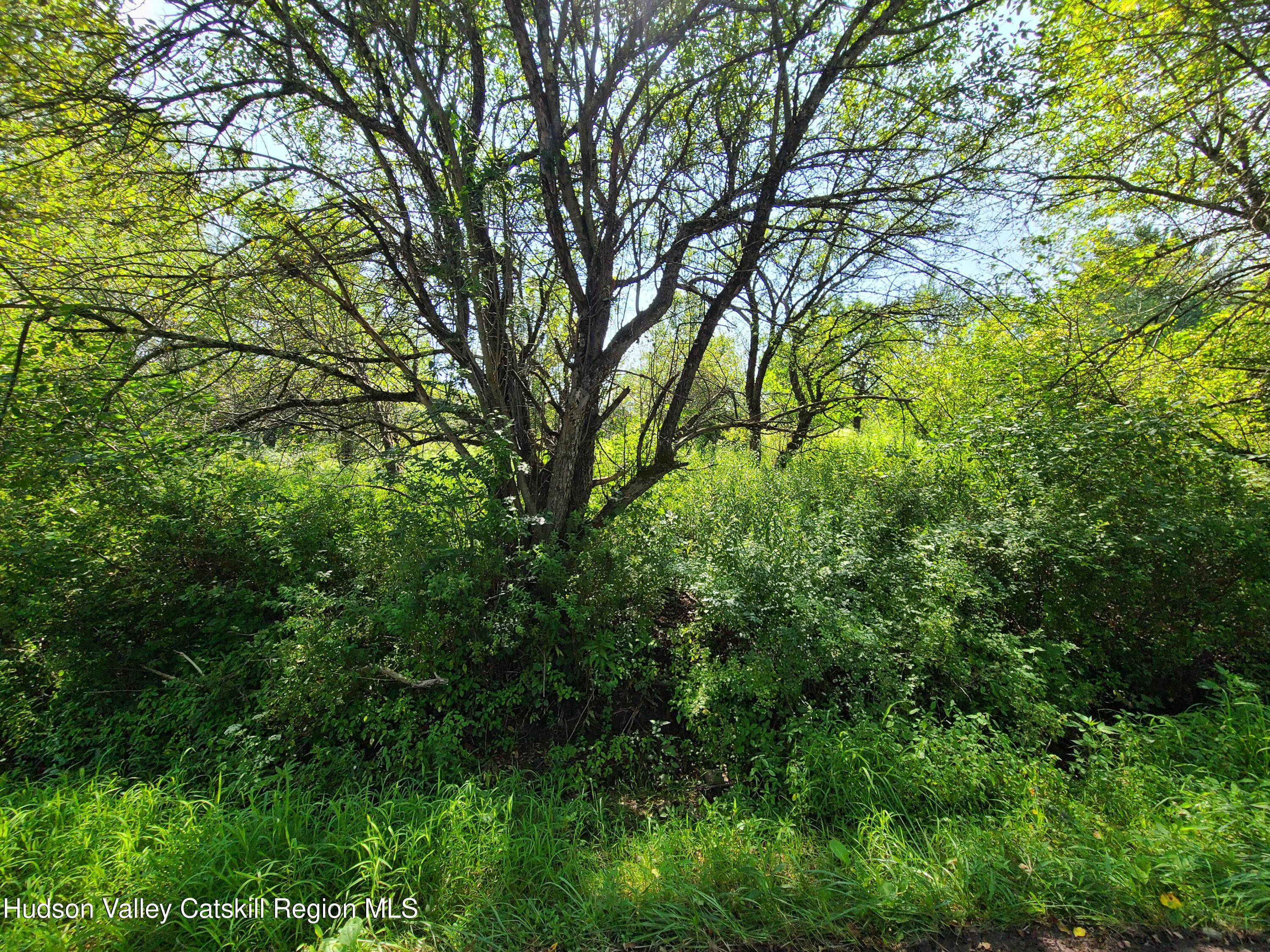 153 Shore Road Swan Lake, NY 12783 - Photo 37 of 45 a view of a lush green forest
