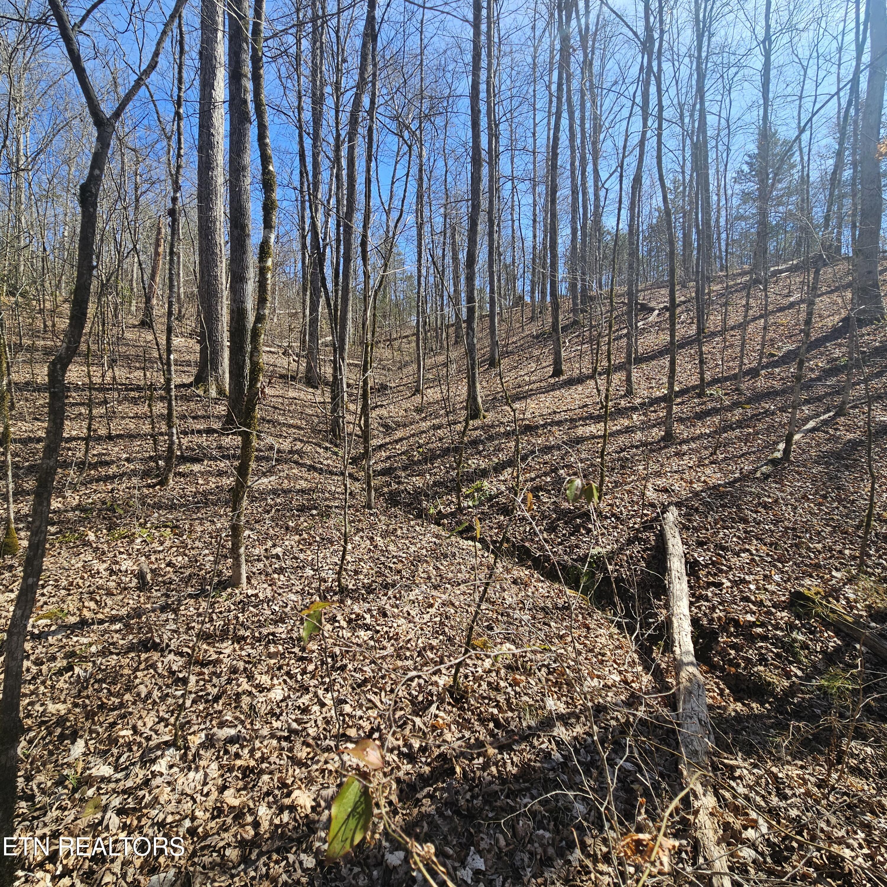 Creek Road Tellico Plains, TN 37385 - Photo 2 of 19 left side