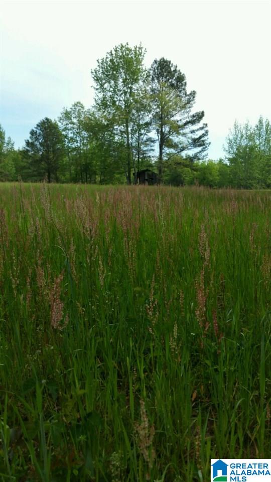 0 Elam School House Road, Unit 36 ACRES Brent, AL 35034 - Photo 4 of 7