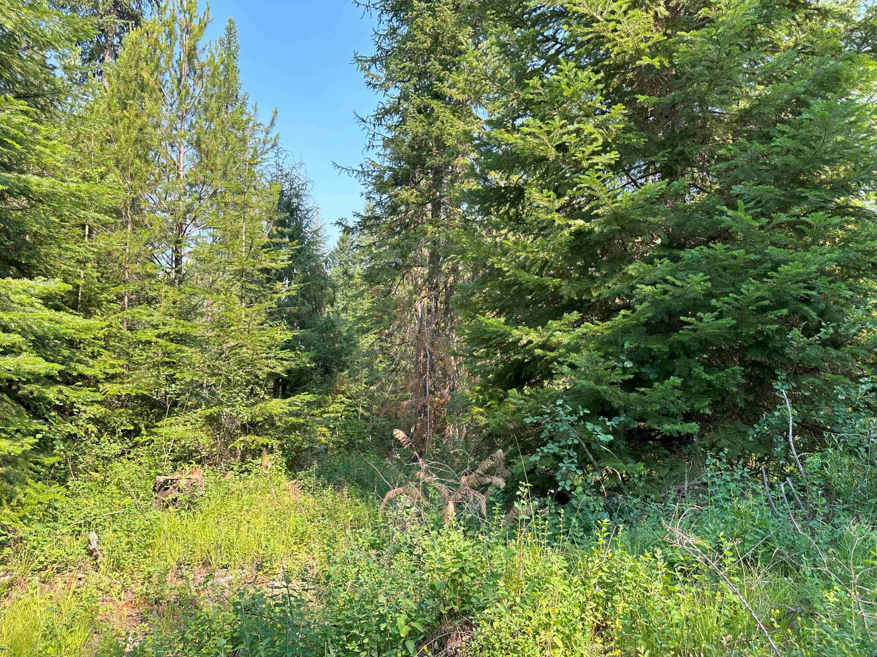 7398 Cottonwood Road Ford, WA 99013 - Photo 11 of 15