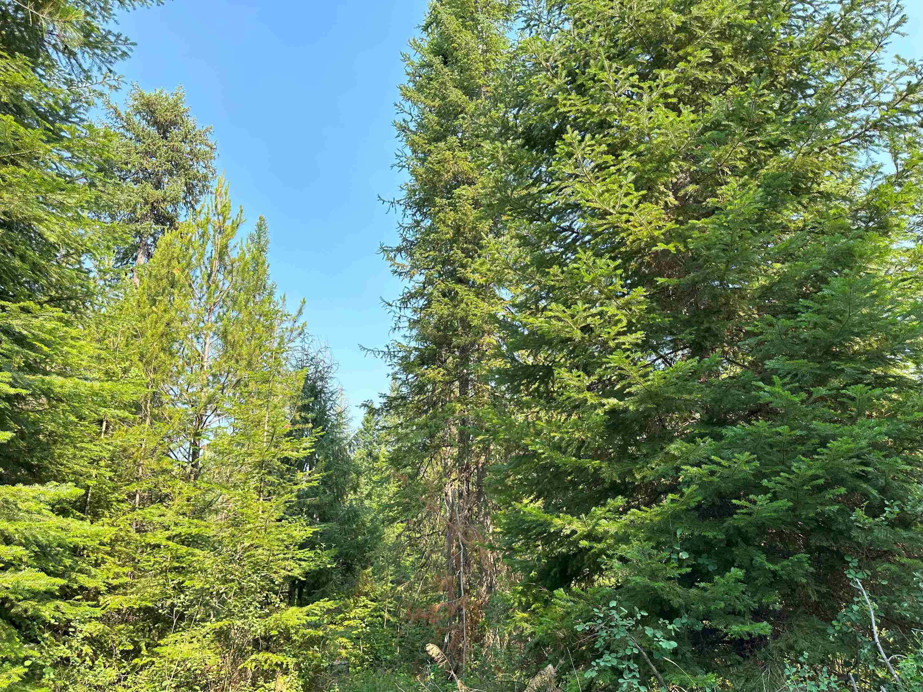 7398 Cottonwood Road Ford, WA 99013 - Photo 12 of 15