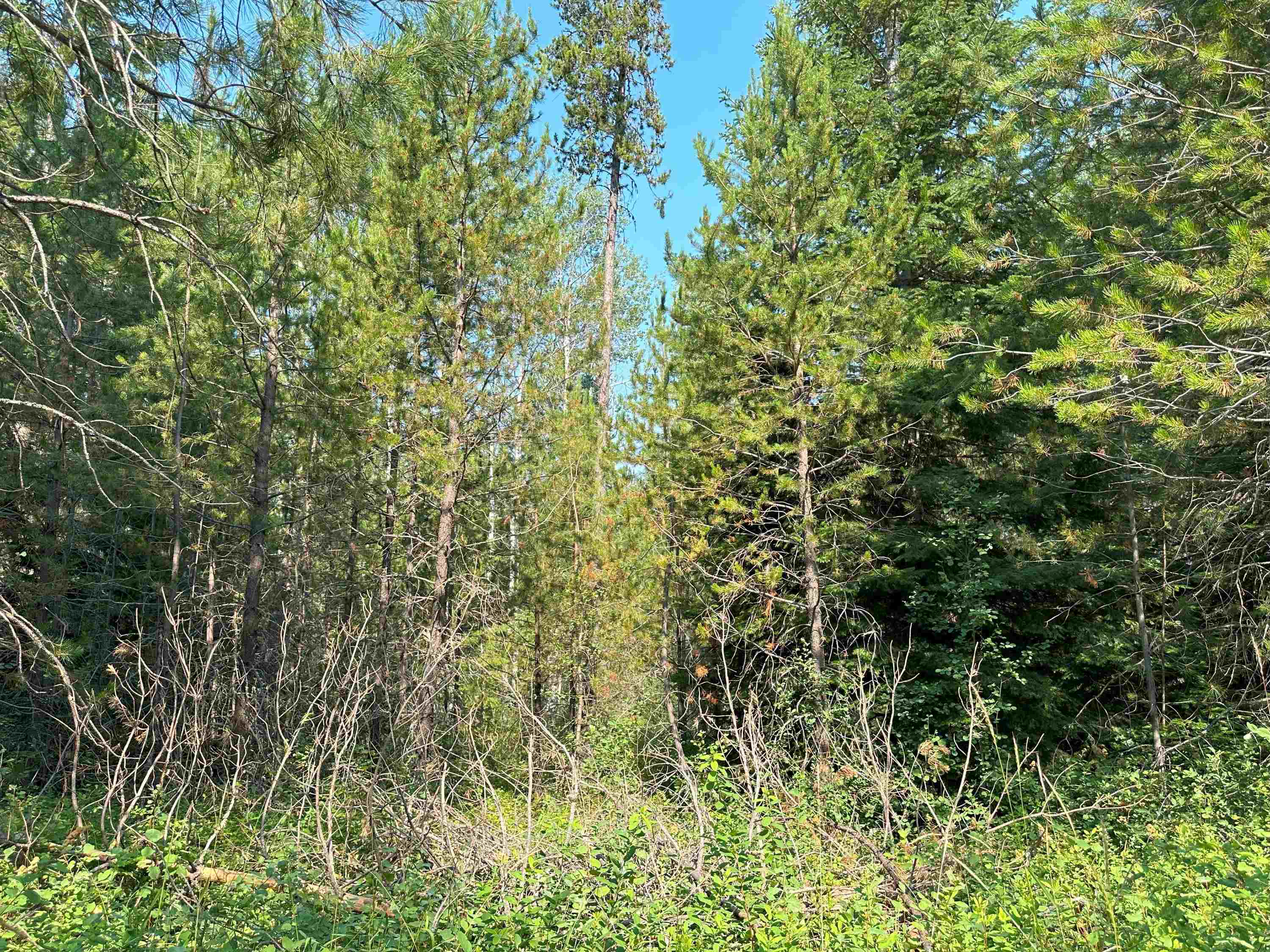 7398 Cottonwood Road Ford, WA 99013 - Photo 14 of 15