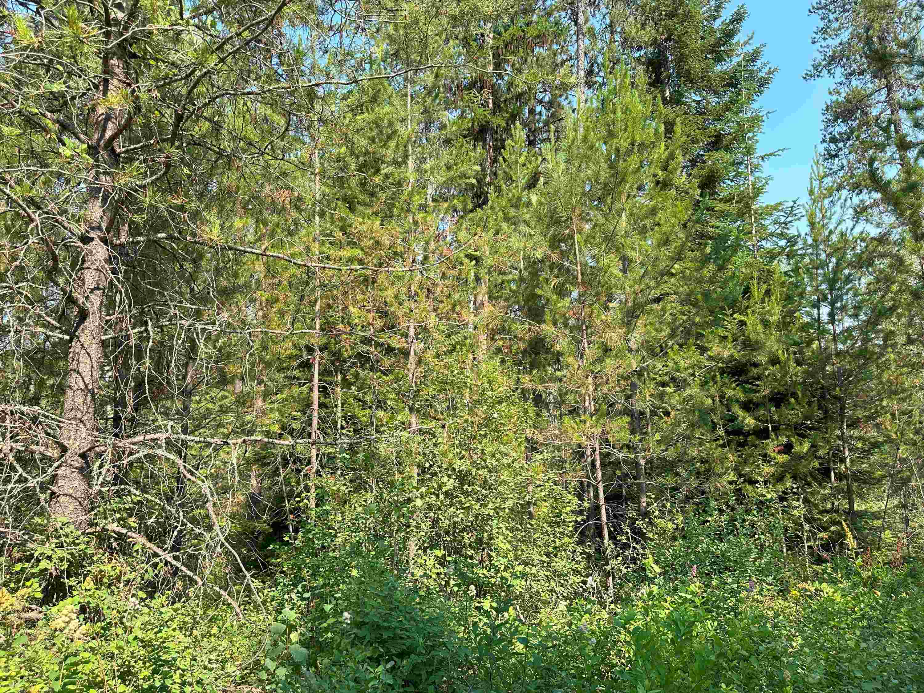 7398 Cottonwood Road Ford, WA 99013 - Photo 2 of 15