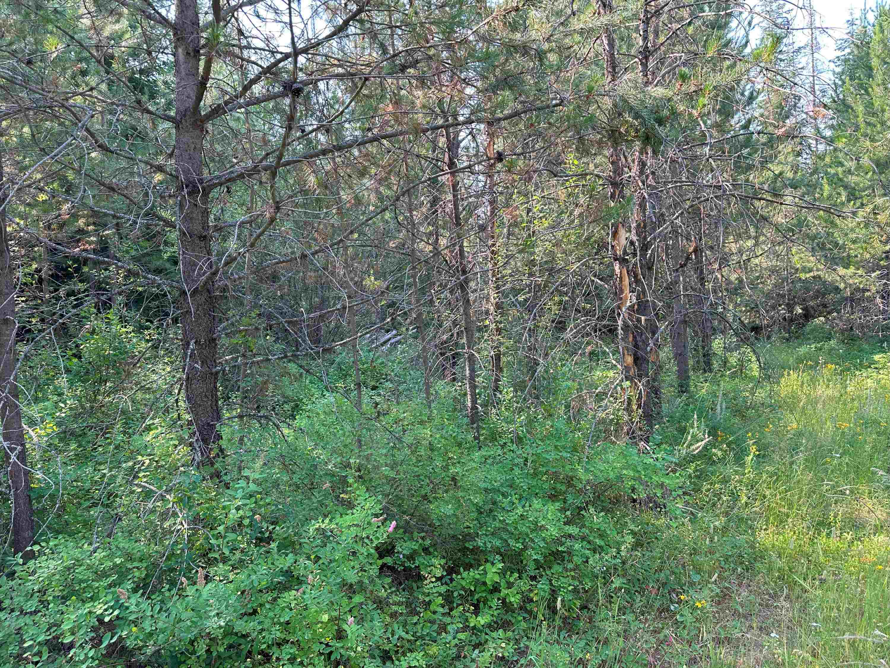 7398 Cottonwood Road Ford, WA 99013 - Photo 4 of 15