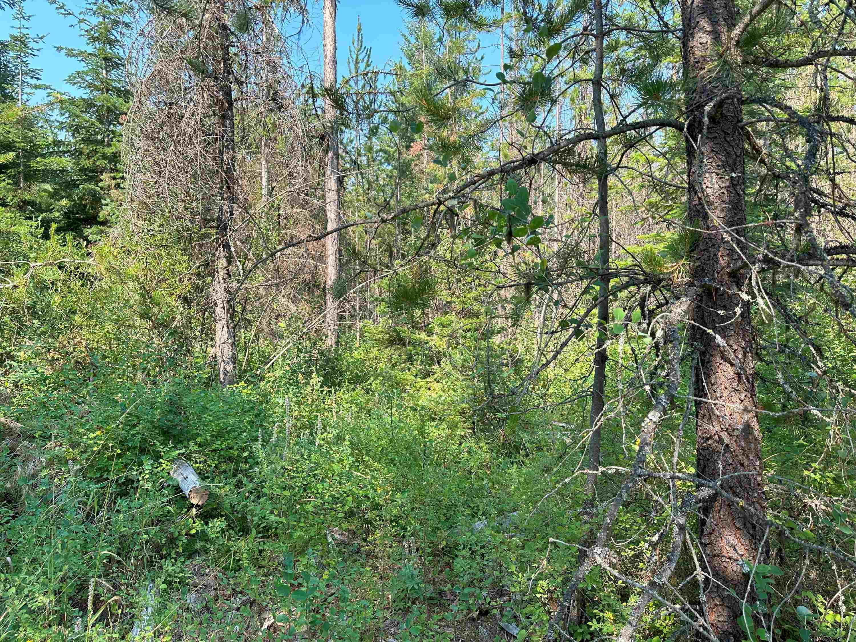 7398 Cottonwood Road Ford, WA 99013 - Photo 5 of 15