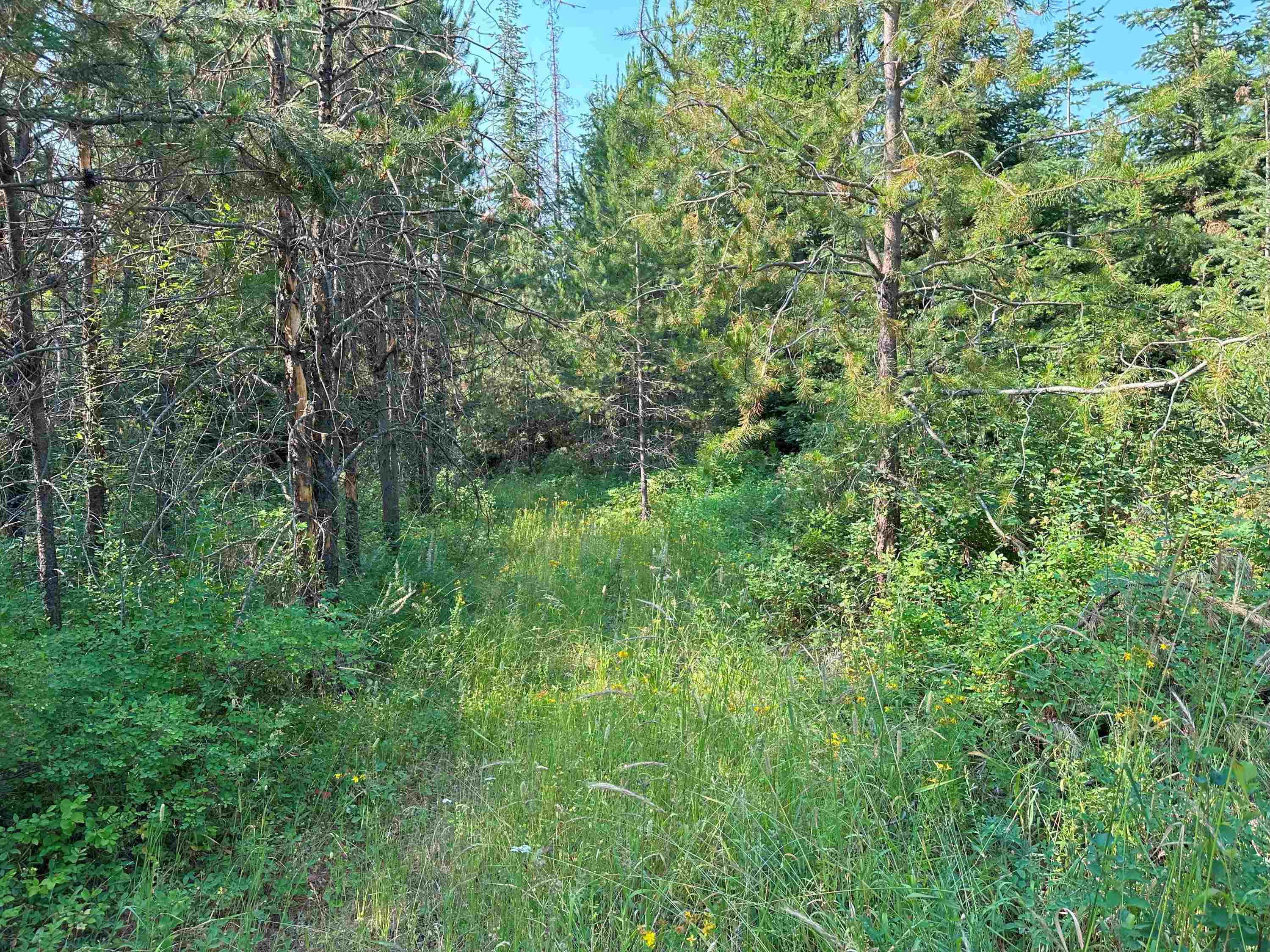 7398 Cottonwood Road Ford, WA 99013 - Photo 6 of 15