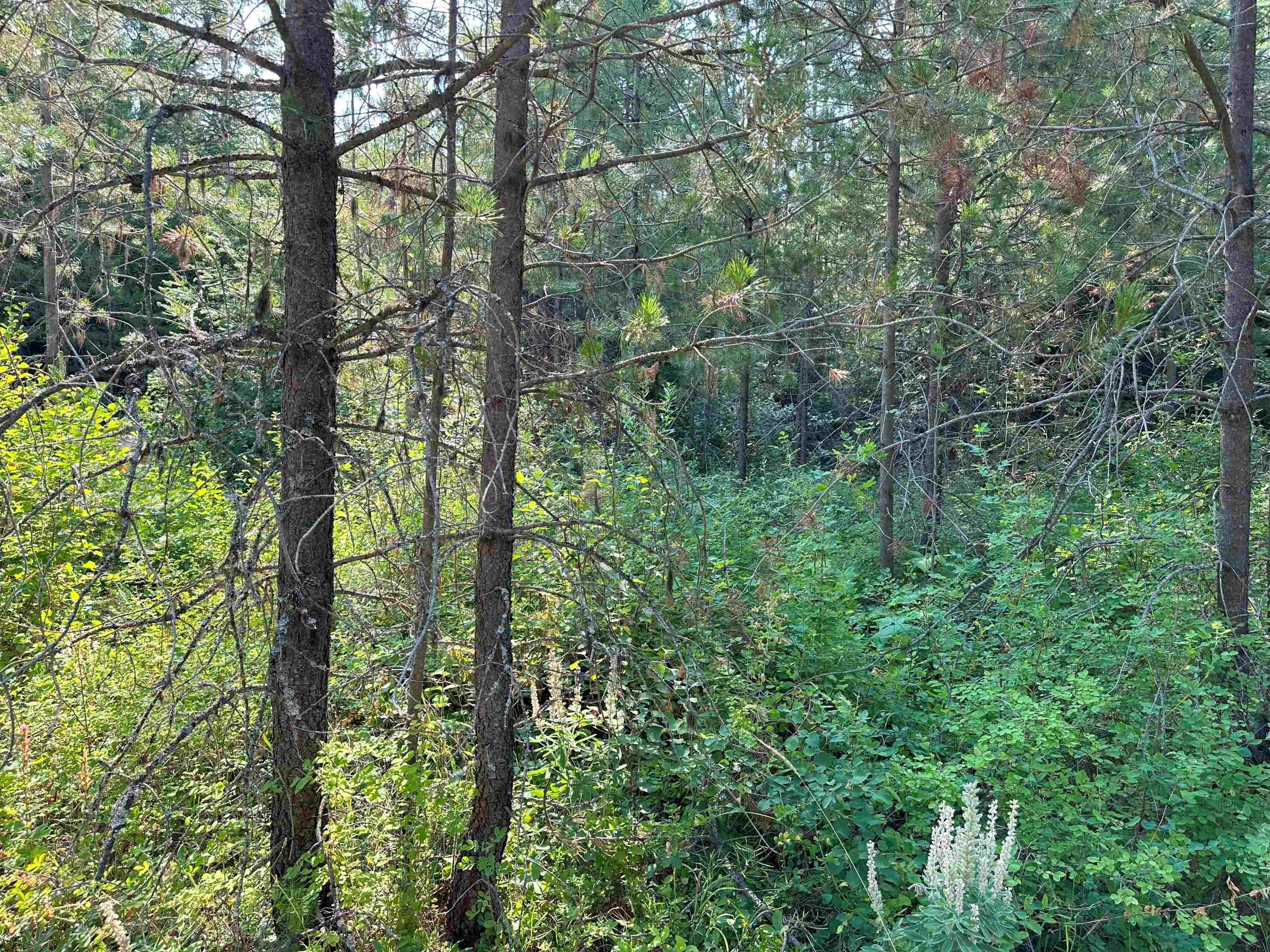 7398 Cottonwood Road Ford, WA 99013 - Photo 7 of 15