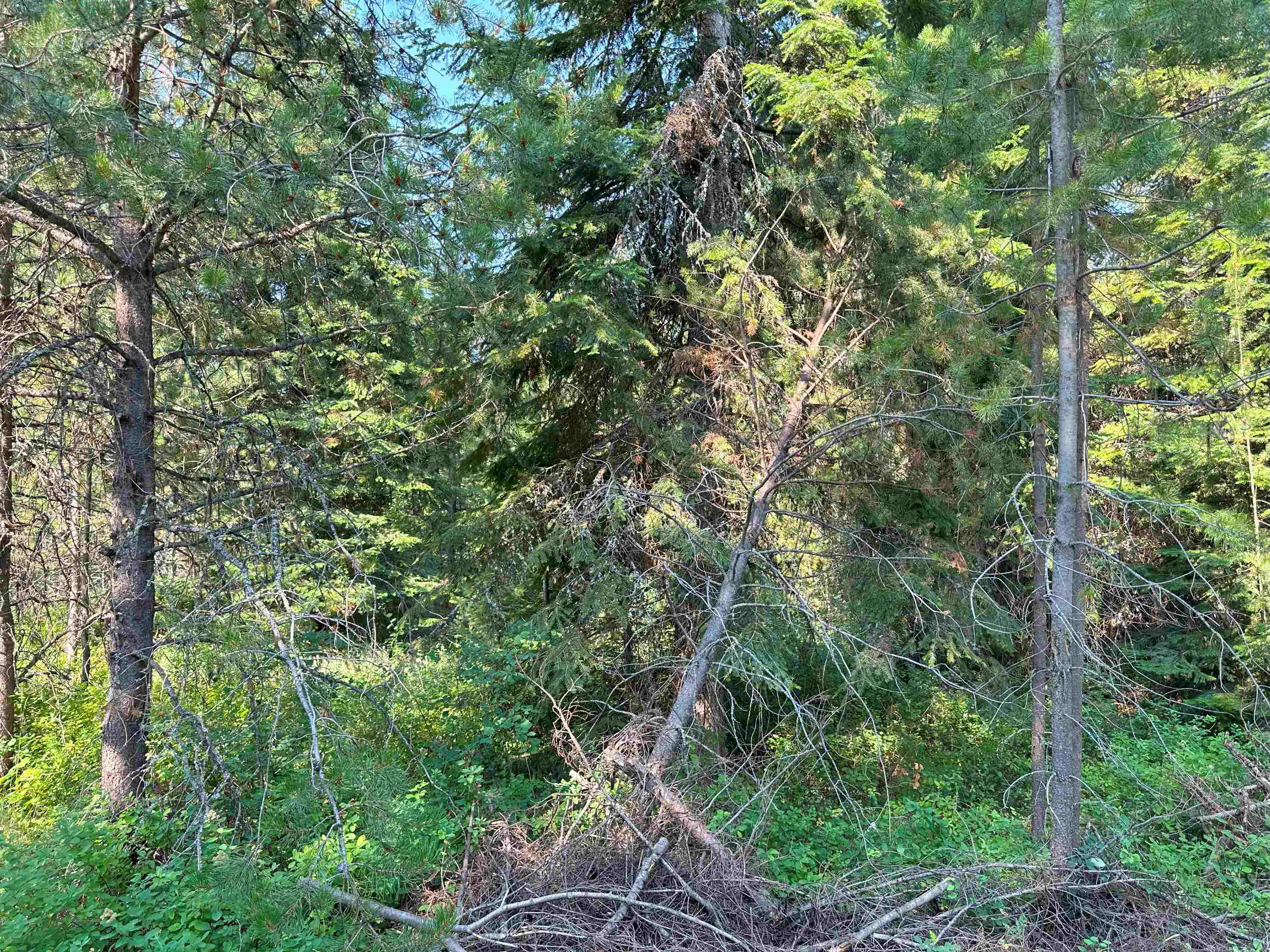 7398 Cottonwood Road Ford, WA 99013 - Photo 10 of 15