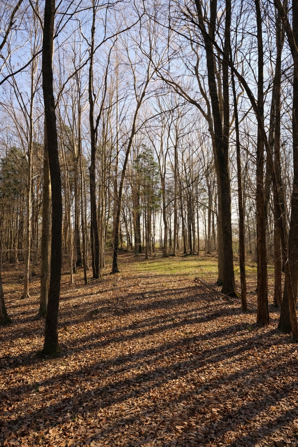 620 Piney Road Dickson, TN 37055 - Photo 13 of 39