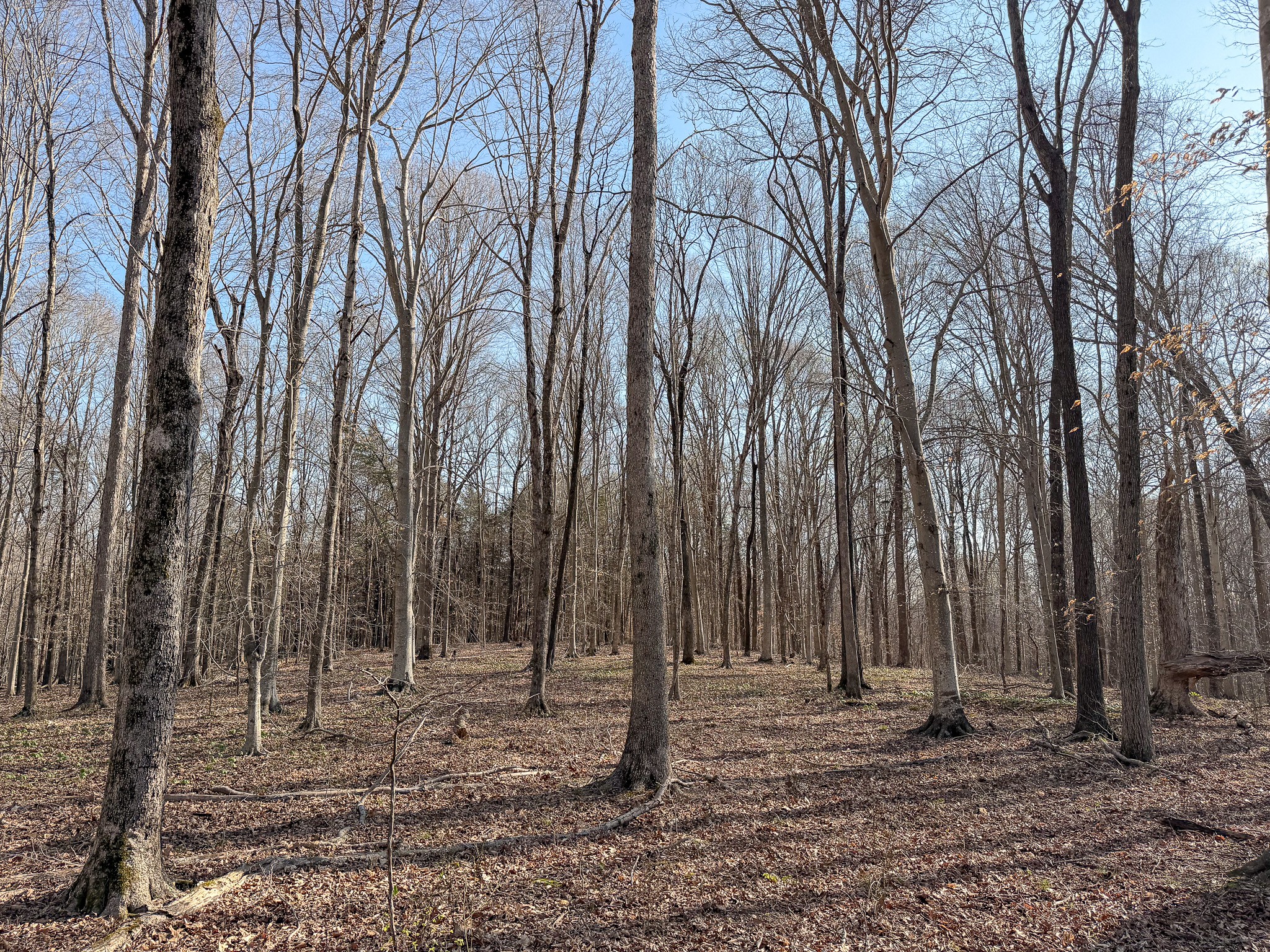 620 Piney Road Dickson, TN 37055 - Photo 21 of 39