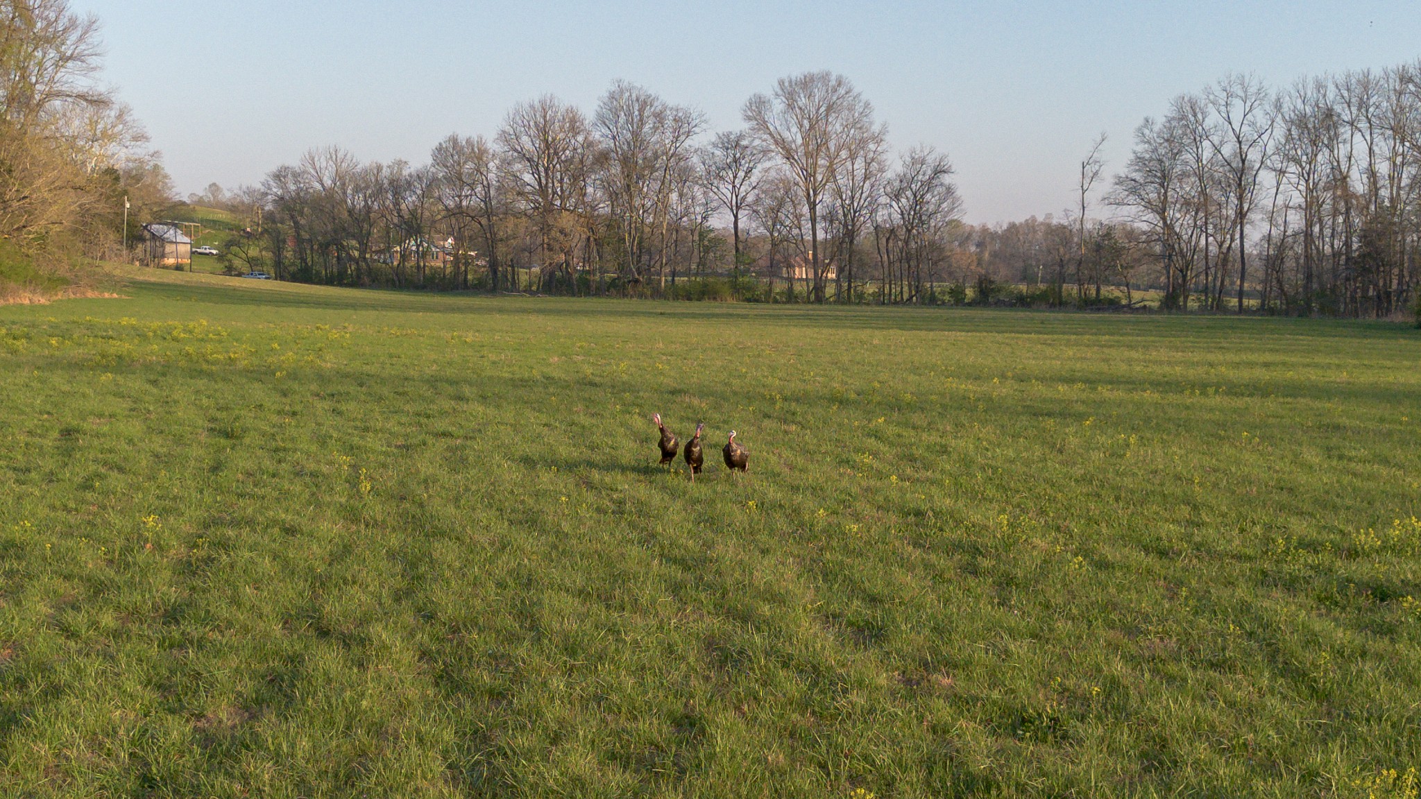 620 Piney Road Dickson, TN 37055 - Photo 8 of 39