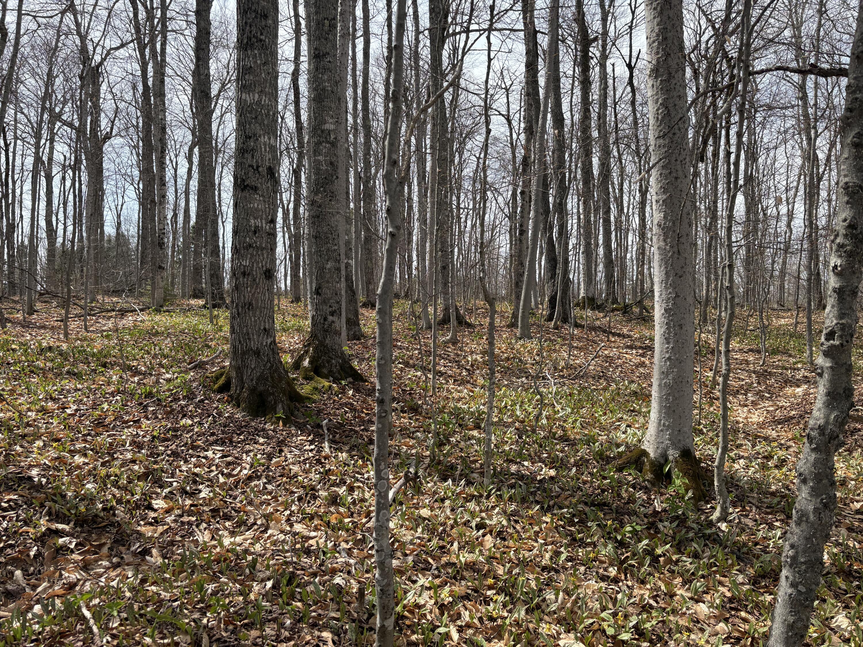 Lot 12 Off Conant (end Of Johnson Rd) Road Fort Fairfield, ME 04742 - Photo 5 of 10