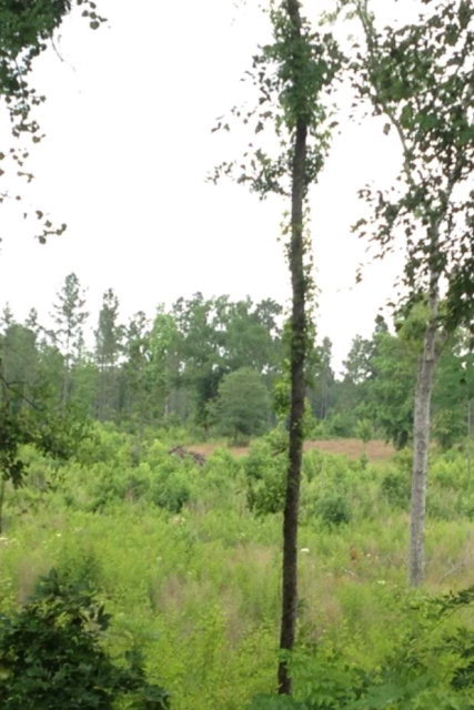 - Zebulon Road Macon, GA 31210 - Photo 3 of 3 a view of a green field with lots of bushes