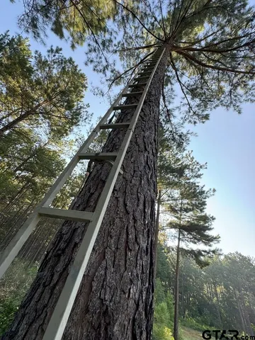 a city view of tall trees