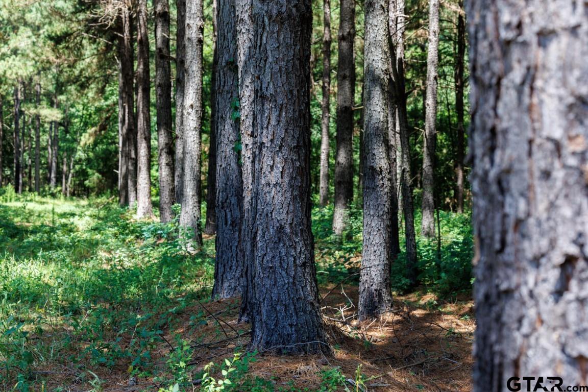 84 Timpson Tx 75975 Timpson, TX 75975 - Photo 5 of 36