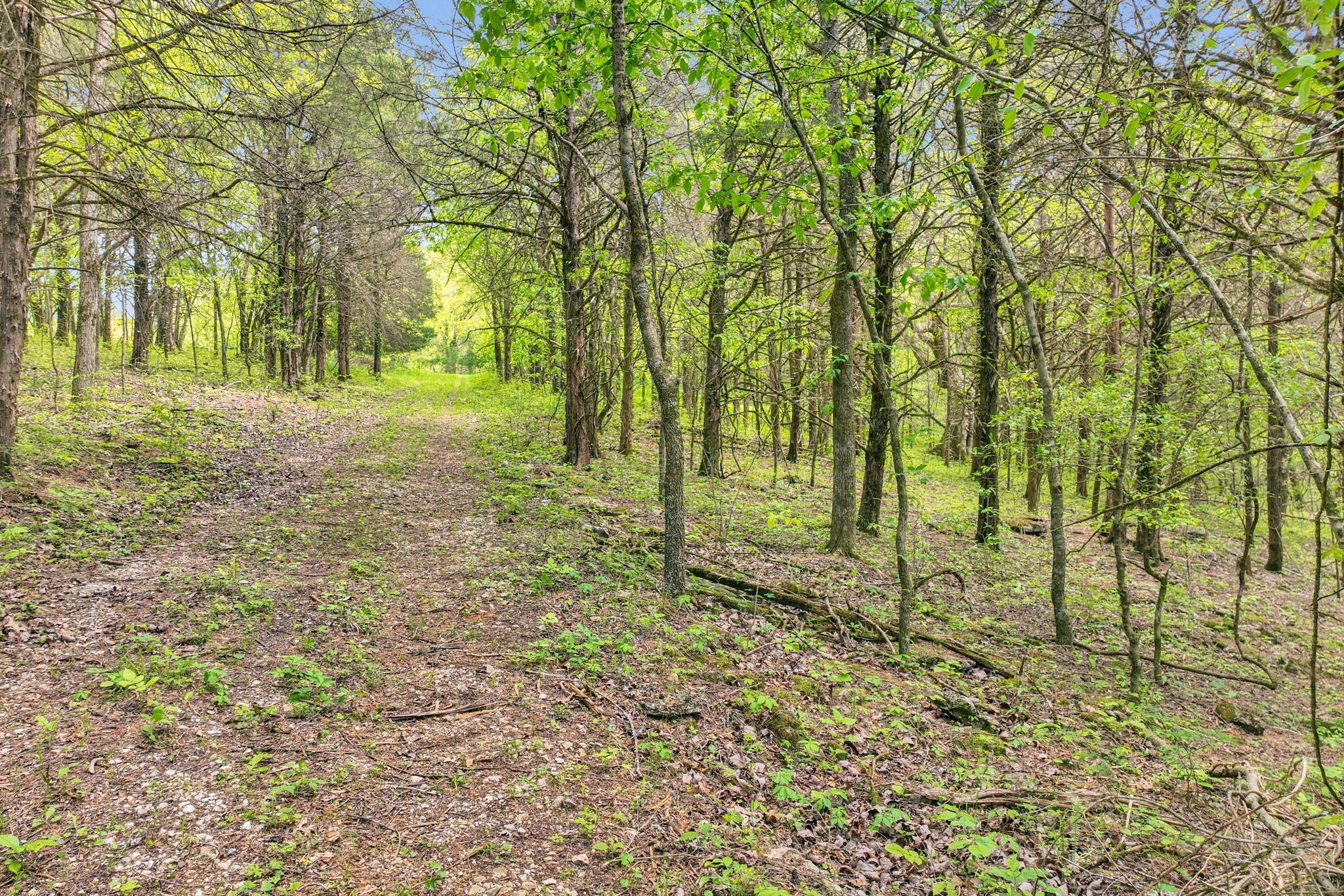 560 Sullivan Bend Road Elmwood, TN 38560 - Photo 35 of 42 a view of outdoor space with trees all around
