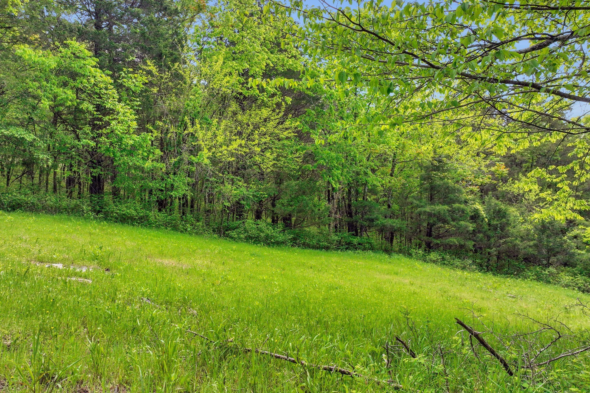 560 Sullivan Bend Road Elmwood, TN 38560 - Photo 36 of 42 a view of a big yard with plants and large trees