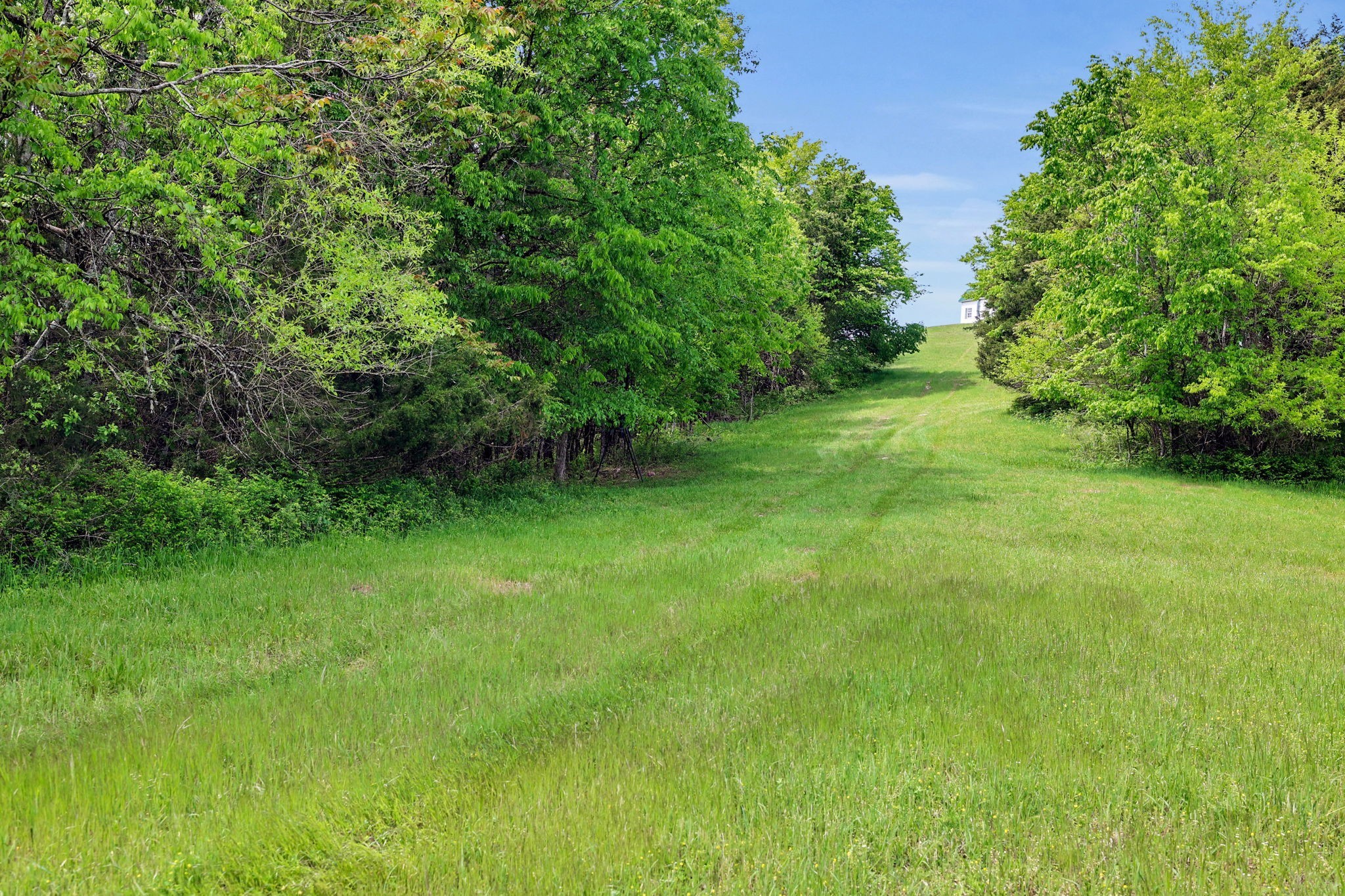 560 Sullivan Bend Road Elmwood, TN 38560 - Photo 39 of 42 a green field with lots of trees in it