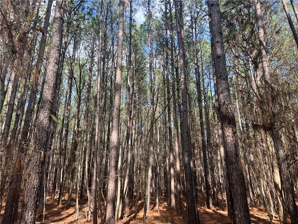 This tranquil woodland offers a serene natural escape with towering trees and dappled sunlight.