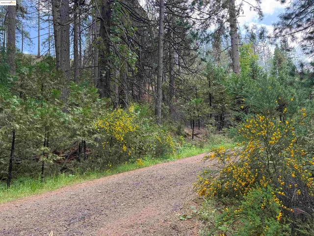 a view of a yard with plants and large trees