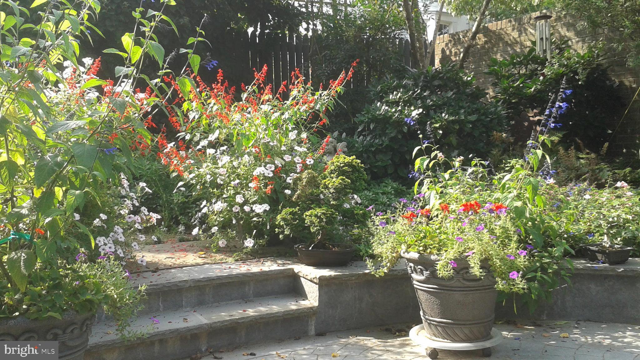 8904 Colesville Road Silver Spring, MD 20910 - Photo 70 of 94 Seasonal Garden Pictures