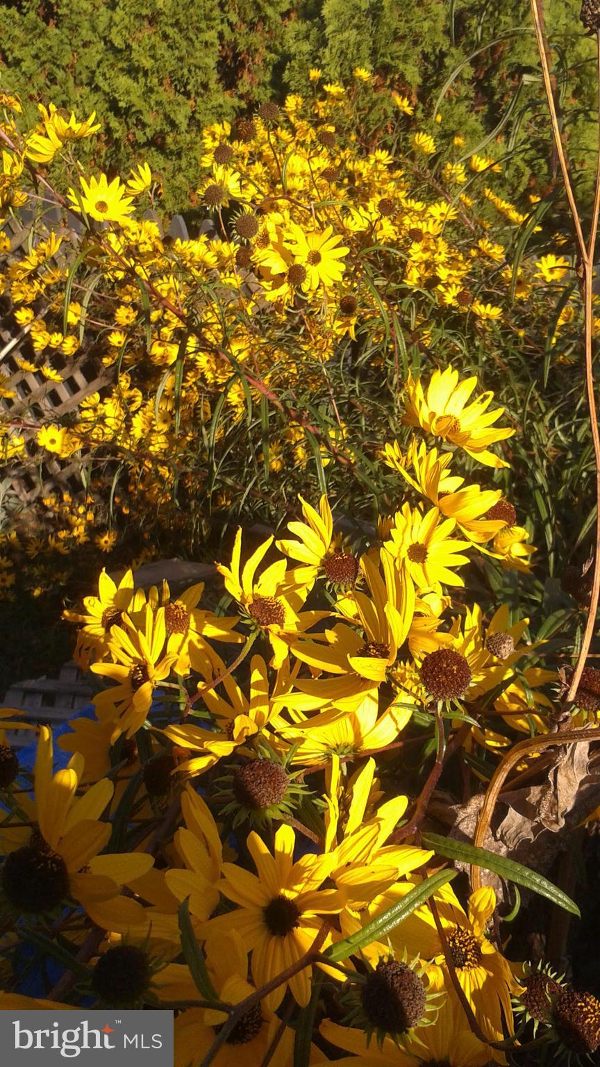 8904 Colesville Road Silver Spring, MD 20910 - Photo 72 of 94 Seasonal Garden Pictures