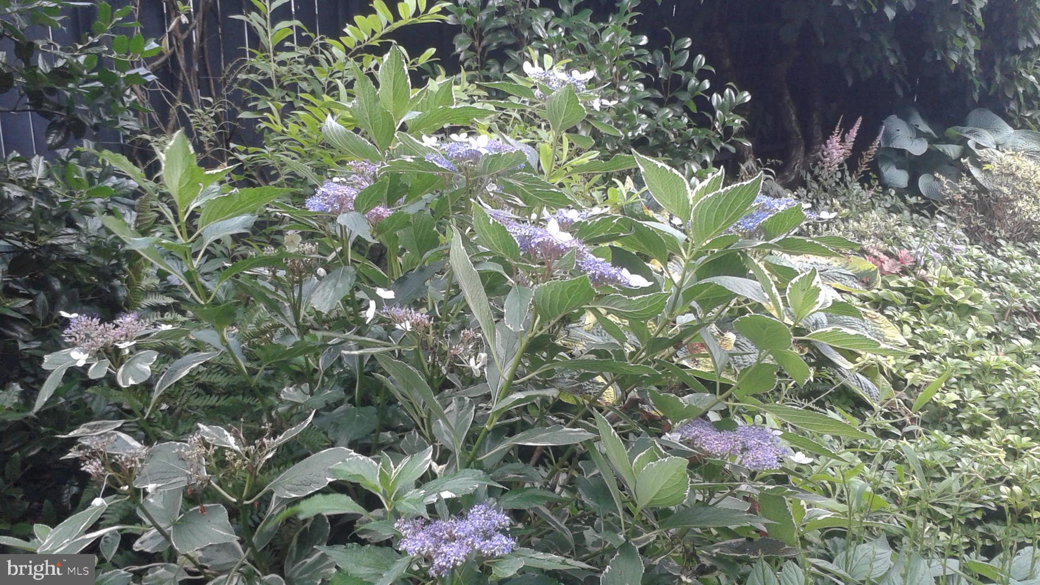 8904 Colesville Road Silver Spring, MD 20910 - Photo 73 of 94 Seasonal Garden Pictures